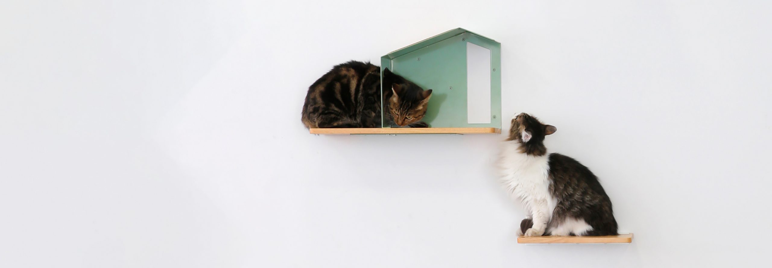 Neoconoma house for cats