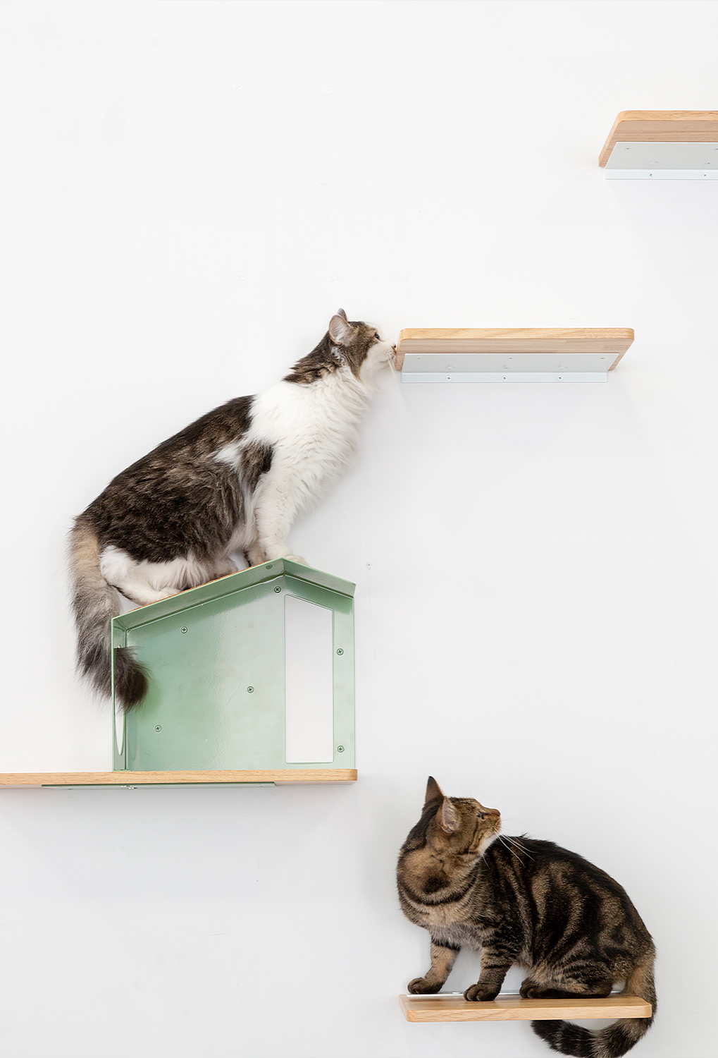 Neoconoma house for cats